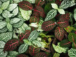 Trotzdem sind die flamingoblumen auch dann ein echter hingucker: Hauspflanzen Mit Ungewohnlichen Blattern Plantura