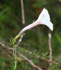 Image result for Ipomoea tenuipes