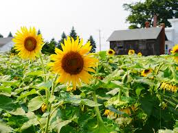 Even people from out of state make the. One Minute On The North Fork Sunflower Maze At Sidor Farms