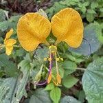 Image result for Aneilema aequinoctiale