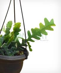 Fishbone cactus/ric rac cactus is looks like fish skelton bone. Fishbone Cactus Epiphyllum Anguliger Myplantmytaste