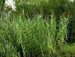Image result for Arundo