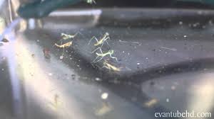 Maybe you would like to learn more about one of these? Hatching Baby Praying Mantises You Are Free Youtube