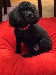 Black And White Toy Poodle Puppies Pin By Tara Rhoades On Poodles And Pet Points Poodle Puppy Black Poodle Puppy Poodle