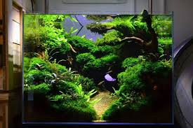 Yesil Yamaclar Kumlu Dere Yatagi Zoetwateraquarium Tropische Vissen Aquarium Ideeen