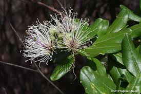 Image result for Maerua