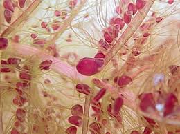 Image result for Utricularia stellaris