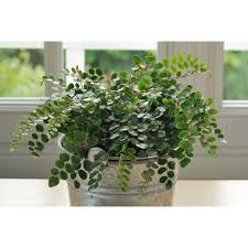 Image result for Pellaea angulosa