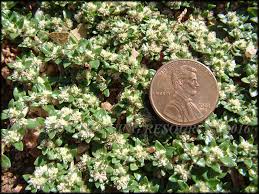 Image result for Guilleminea densa