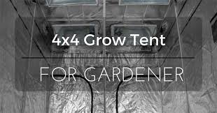 We did not find results for: 6 Best 4x4 Grow Tent On 2021 Complete Review