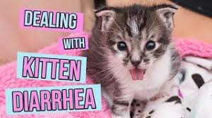 Fenbendazole powder (panacur, safeguard canine analog). Gi Parasites Kitten Lady