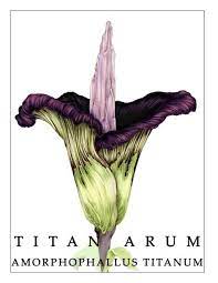 Scientific Illustration Scientific Illustration Corpse Flower Amorphophallus Titanum