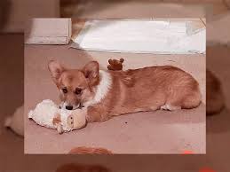 Welsh corgi breeders in australia and new zealand. Corgis Puppies For Sale Colorado
