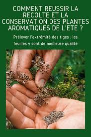 Comment Recolter Et Conserver Les Plantes Aromatiques De L Ete Plantes Vertueuses Jardin Aromatique Jardinage Et Plante Jardin