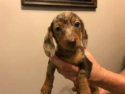 Low rider dachshund rescue of florida, inc (lrdr of fl) is a group of friends, passionate about rescue, focused on the needs of the dogs and united in mutual respect for each other. View Ad Dachshund Puppy For Sale Near Florida Brandon Usa Adn 22921