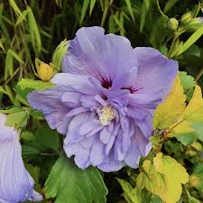 Image result for Hibiscus syriacus Violet Clair Double