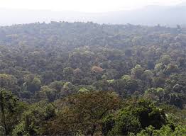 Image result for Pouteria adolfi-friederici