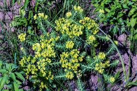 Image result for Berkheya bipinnatifida