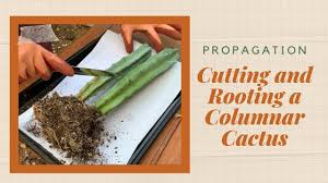 Dust the exposed end of the cutting with a rooting compound. How To Cut And Root A Columnar Cactus Youtube
