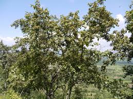 Image result for Anogeissus