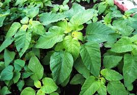 Image result for Amaranthus dubius