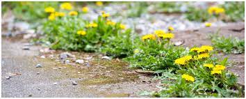 Serving peoria az since 1969, we built a reputation for expertise in all elements of termite control, termite inspections and termite treatments! Weed Control Exterminator Phoenix Arizona Watts Pest Prevention