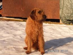 Image result for štýrský brakýř