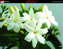 Flower Indonesia
