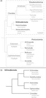 Echinodermata An Overview Sciencedirect Topics