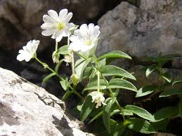 Image result for Cerastium afromontanum