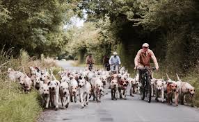 For Dogs Dog Training Near Me Dog Groomers Dog Food Online