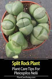 Growing Pleiospilos Nelii Split Rock Succulent Care Tips Rock Plants Rock Succulents Split Rock Succulent