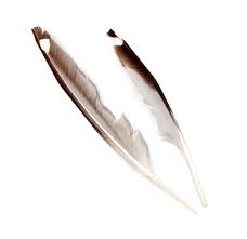 Browse 47,144 eagle feather stock photos and images available, or search for eagle feather isolated or eagle feather icon to find more great stock photos and pictures. Wisconsin S Bald Eagle Feathers Other Protected Species Law Grieve Law Milwaukee Brookfield Madison Wi