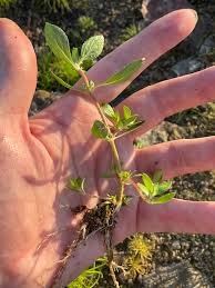 Image result for Bergia