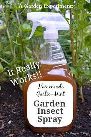 A Diy Organic Garden Insect Spray That Works Mint Garden Organic Insect Spray Garden Insects