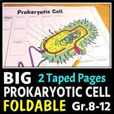 We did not find results for: Cell Label And Color Worksheets Teaching Resources Tpt