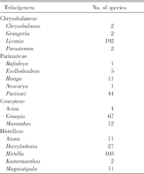 Image result for Magnistipula