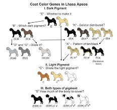 Chesapeake Bay Retriever Color Chart Goldenacresdogs Com