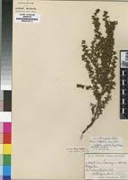 Image result for Cliffortia serpyllifolia