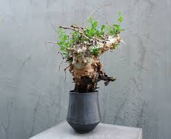 Image result for Commiphora kua