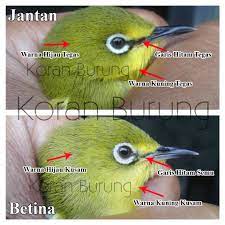 93 Gambar Bentuk Ekor Pleci Jantan Gambar Pixabay