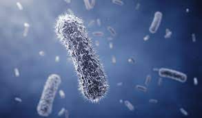 The two species of salmonella are salmonella enterica and salmonella bongori. Salmonellen Bei Schweinen