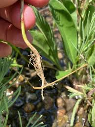 Image result for Suaeda sp. B