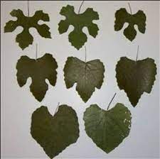 Anyone know if they can coexist, or will the grape kill off the rhododendron? Id Wild Grapes In Tx Plant Identification Plant Identification Plants Grapes