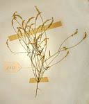 Image result for Polygala myriantha