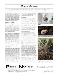 Sunday's killing of daunte wright is yet another senseless tragedy that tears at our hearts and reopens deep wounds. Hoplia Beetle Integrated Pest Management