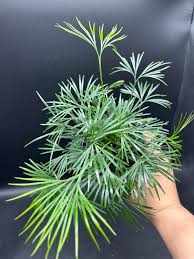 Image result for Actiniopteris