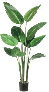 Bird Of Paradise Palm Plant Care Plants Non Toxic To Cats Indoor Banana Tree Care My Favorite Houseplant Need A Nice But Simpl Artificial Plants Outdoor Paradise Plant Birds Of Paradise Plant