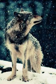 Observando Animals Animals Beautiful Wolf
