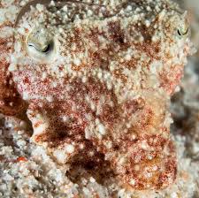 This Is A Great Shot Of The W Shape Of Cuttlefish Eyes Which Give Them A Wide Field Of Vision